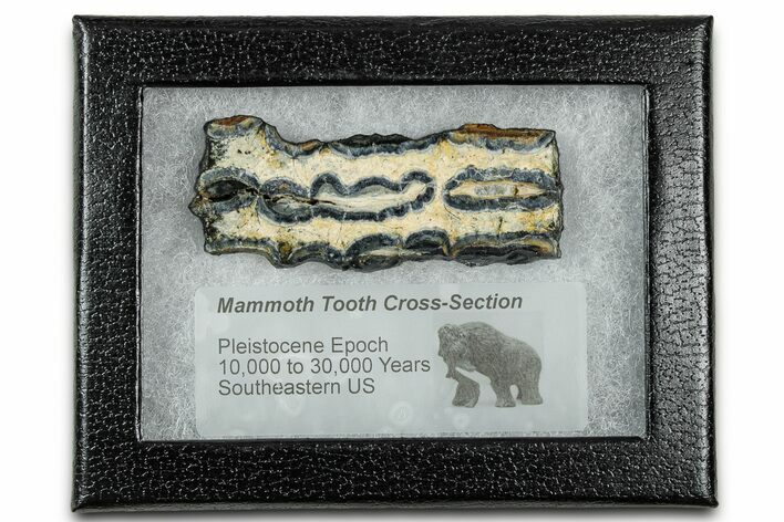 Mammoth Molar Slice With Case - South Carolina #335166